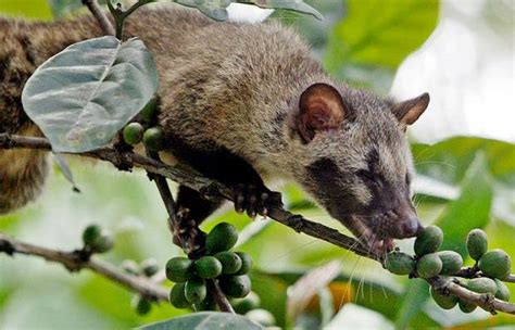 WesternTaste.com: Article: Kopi Luwak - Most Exclusive Coffee in the World