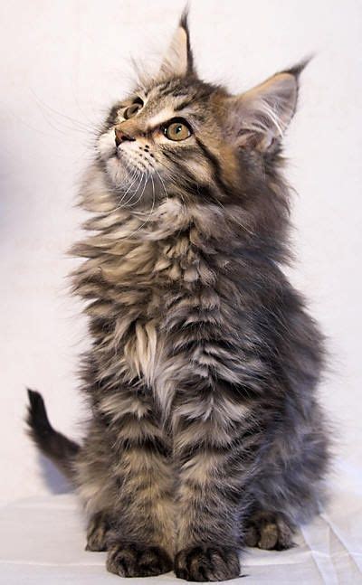 Maine coon personality traits – Artofit