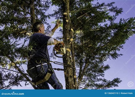 Homem Que Corta Ramos Serra De Cadeia Foto De Stock Imagem De