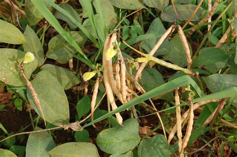 Cowpea Pods Ready For Harvesting In The Field Mature Cowpe Flickr