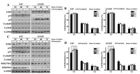 Long Non Coding Rna Hotair Promotes Glioblastoma Cell Cycle Progression