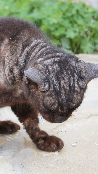 How to Spot Mites on Cats | NexGard®