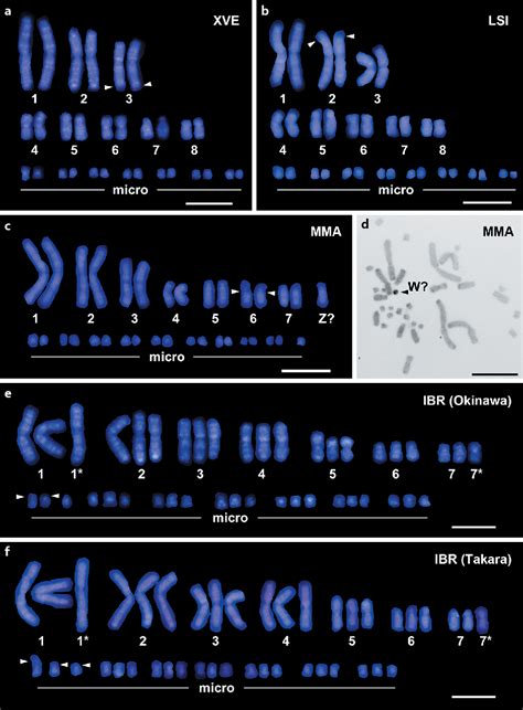 Table 1 From Karyotype Analysis Of Four Blind Snake Species Reptilia