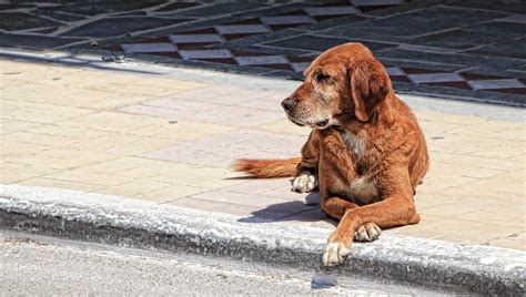 Apprendre à votre chien l ordre pas bouger nos conseils