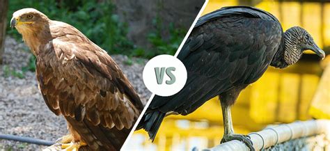 Whatre The Differences Between Buzzards And Vultures With Pictures