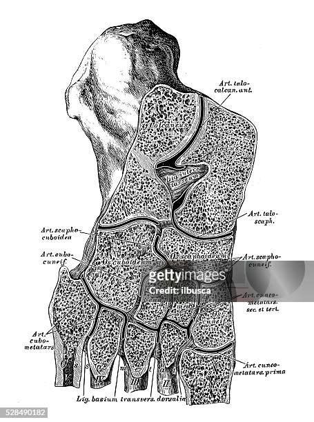 23 Tarsus Skeleton Stock Photos High Res Pictures And Images