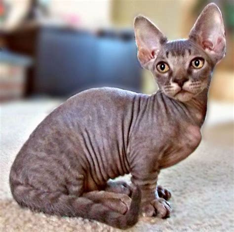 The Munchkin Cat Sphynx Mix (Minskin and Bambino) - Munchkin Cat Guide