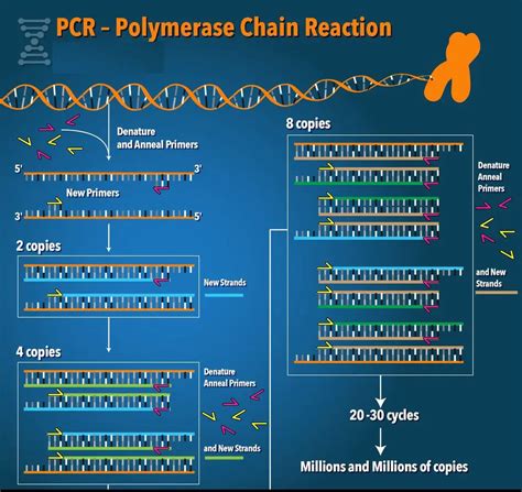 R Action En Cha Ne Par Polym Rase Explications Importantes