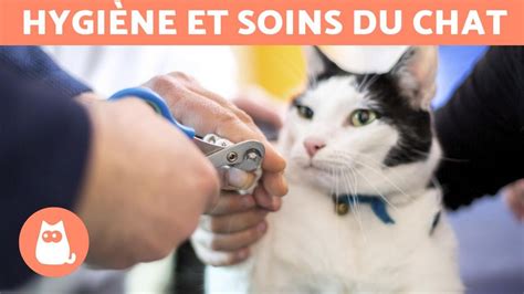 Comment Couper Les Griffes D Un Chat Tape Par Tape Youtube