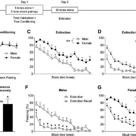 Females Show Enhanced Learned Fear Expression During Extinction And Its Download Scientific