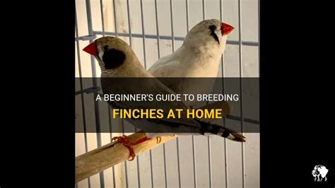 A Beginner's Guide To Breeding Finches At Home | PetShun