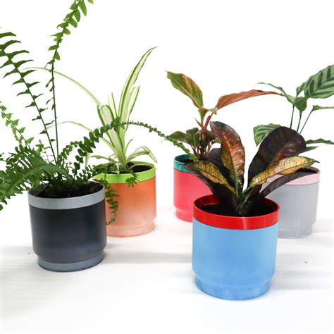 5 Indoor Plants That Thrive in Self Watering Planters - The Bin Chicken ...