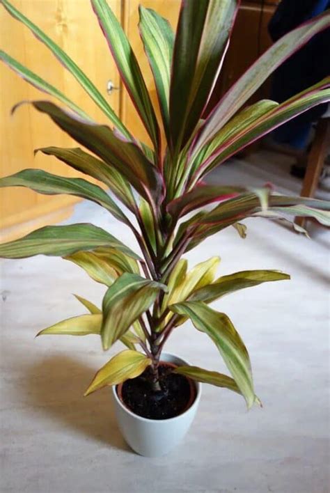 Are Your Cordyline Leaves Turning Yellow This May Be The Reason A