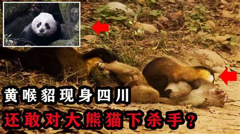 “顶级食肉兽”黄喉貂现身四川，捕杀野猪猕猴，还敢攻击大熊猫？ Youtube