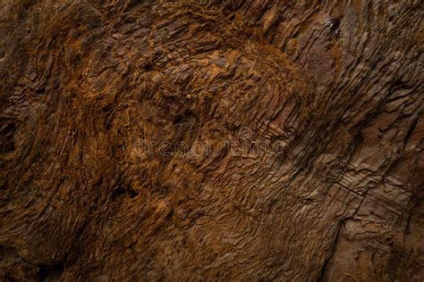 Texture Of Sequoia Tree In Yosemite Stock Image Image Of Charred Morning 259002775