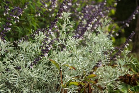 Sissinghurst 84 Scott Weber Flickr