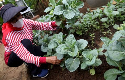 Panen Hasil Urban Farming Di Jakarta