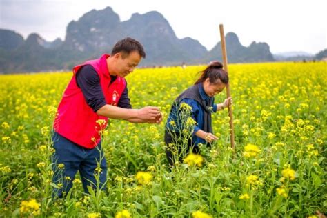 广西兴业：油菜花盛放 扮靓美丽乡村旅游频道中国青年网