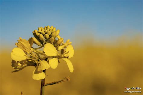 무료 이미지 유채 기름 전지 하늘 꽃잎 작은 가지 자연 경관 초본 식물 People In Nature 꽃 피는