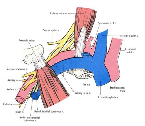 Anatomy Of Subclavian Artery | MedicineBTG.com