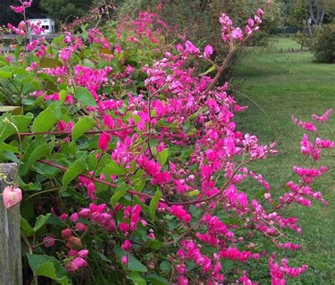 Antigonon Leptopus Coral Vine Queen S Crown Queen S Wreath Easy