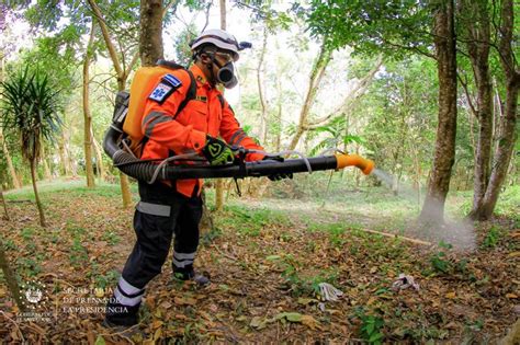 Contin A Fumigaci N Para Proteger Los Cultivos De La Langosta