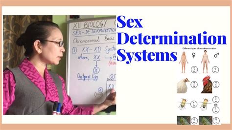 Sex Determination In Organisms Chapter 5 Class 12 Biology YouTube