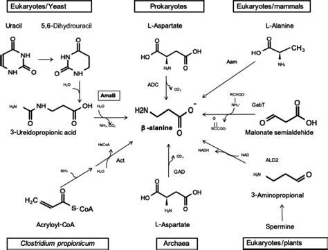 β‐Alanine biosynthesis in different domains of life. (AmaB) β‐alanine... | Download Scientific ...