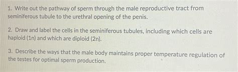 Solved 1 Write Out The Pathway Of Sperm Through The Male