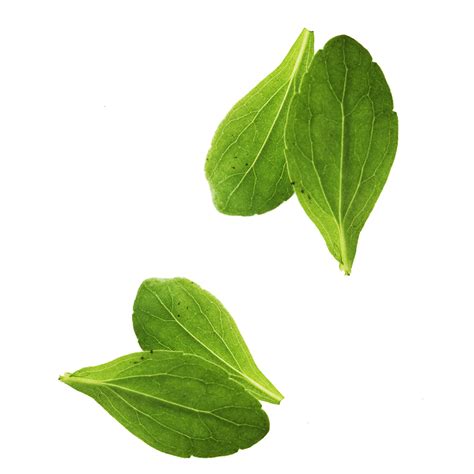 Download Vegetable Basil Leaves Leaf Free Transparent Image Hq Hq Png