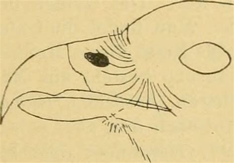 Image from page 334 of Vögel der paläarktischen Fauna Flickr