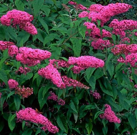 Buddleja Davidii Pink Delight Kwekerij Margriet