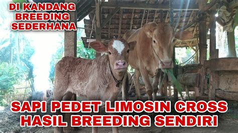 Sapi Pedet Betina Limousin Lucu Hasil Di Kandang Breeding Sapi Youtube