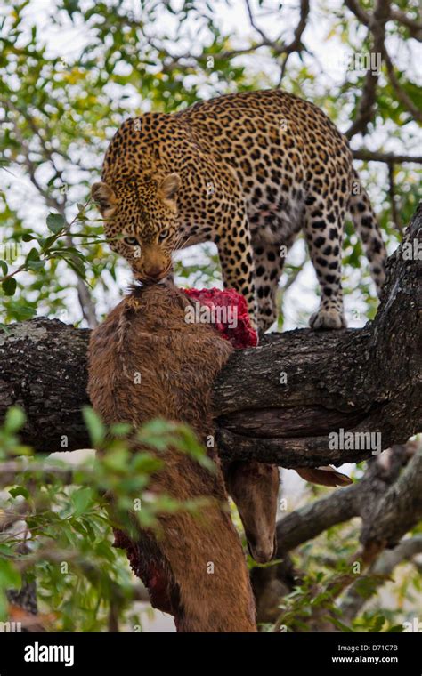 Leopard eating prey on the tree, South Africa Stock Photo - Alamy