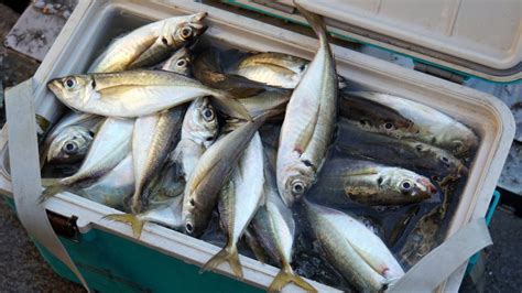 海釣り公園へ行ってみよう！釣れる魚・道具・時期・釣り方を解説