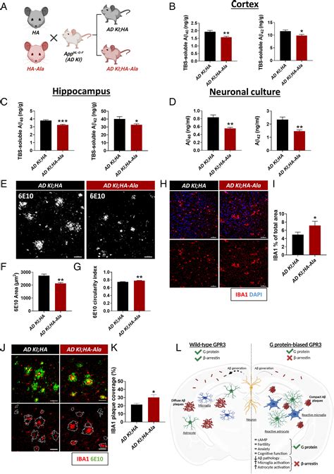 G Proteinbiased GPR3 Signaling Ameliorates Amyloid Pathology In A