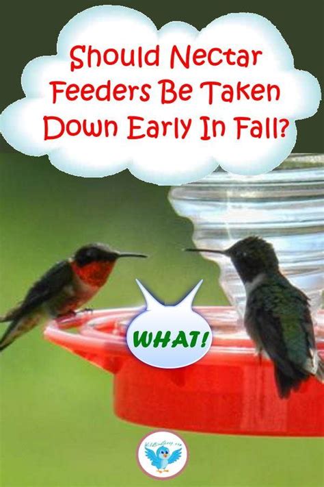 When Do I Take Down My Hummingbird Feeder For The Winter | Humming bird ...