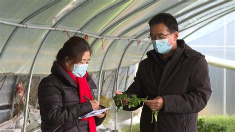 陕西洛川县：全力保护“菜篮子” 农技专家奔赴田间地头指导农户应对寒潮 行业资讯文章详情 陕西省农业品牌网陕西农业品牌网陕西省农业品牌陕西