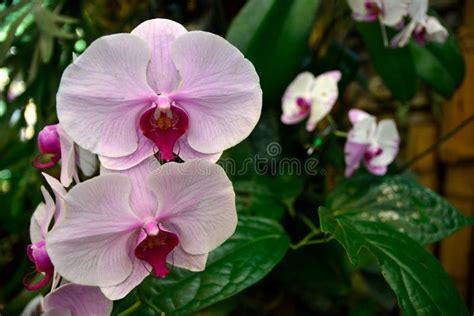 Pink Phalaenopsis Or Moth Dendrobium Orchid Flower Stock Photo Image