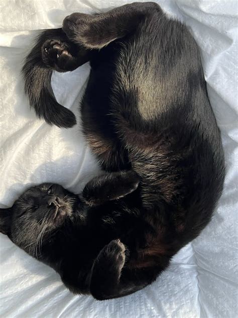 Black Cat Sleeping on a Bed · Free Stock Photo