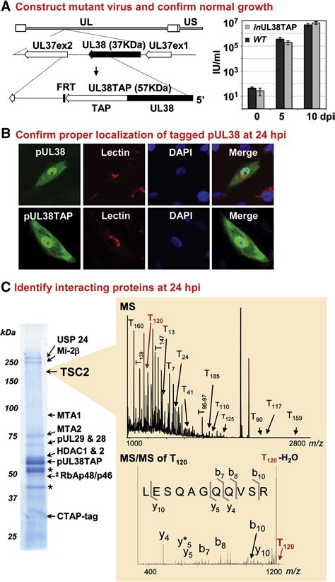 Human Cytomegalovirus Protein Ul Inhibits Host Cell Stress Responses