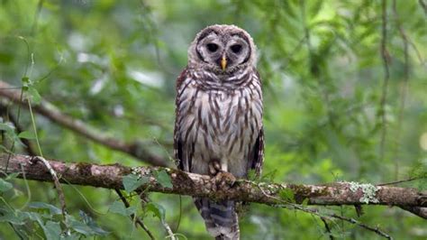 Burung Hantu Antara Mitos Dan Kehidupan Nyata