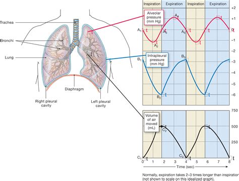 Ventilation Physiology Human Anatomy And Physiology Respiratory Care