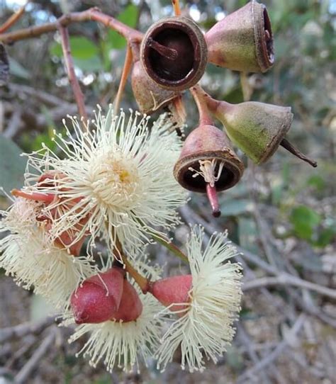 Eucalyptus Cosmophylla Cup Gum 10 Pot Hello Hello Plants