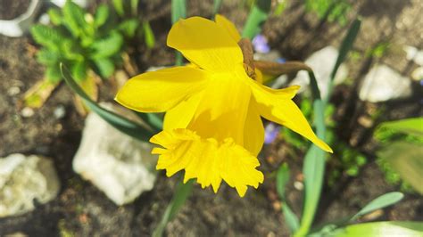 Daffodil Flower Yellow Free Photo On Pixabay Pixabay