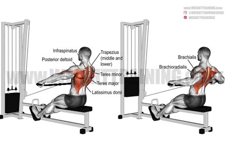 Standing Cable Chest Press Instructions And Video Weight Training Guide