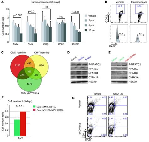 JCI - Increased dosage of the chromosome 21 ortholog Dyrk1a promotes ... 