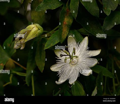 Illustrative Close Up Of The White Flowering Evergreen Garden Climbing