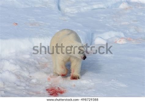 Polar Bear Eating Seal On Pack Stock Photo 498729388 | Shutterstock