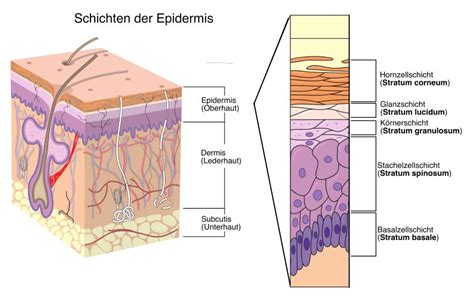 Aufbau Der Haut Dr Med Thomas Hartmann L Neburg